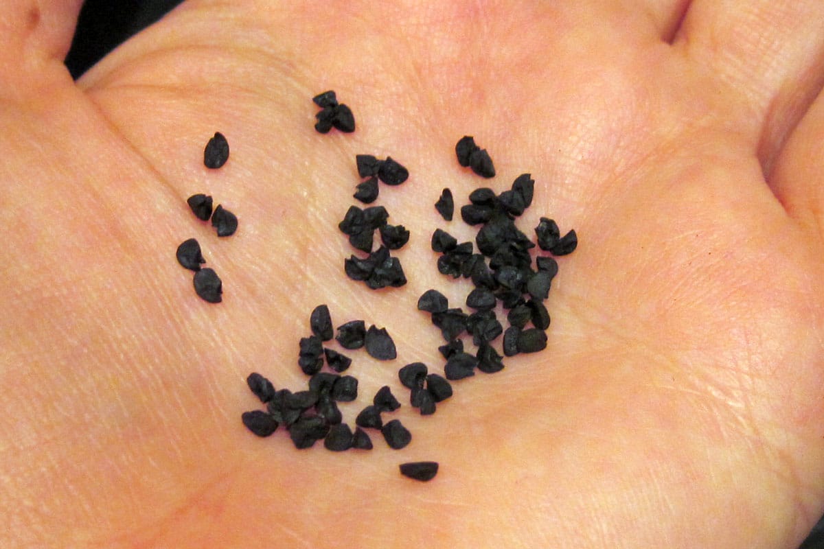 onion seeds in palm of hand
