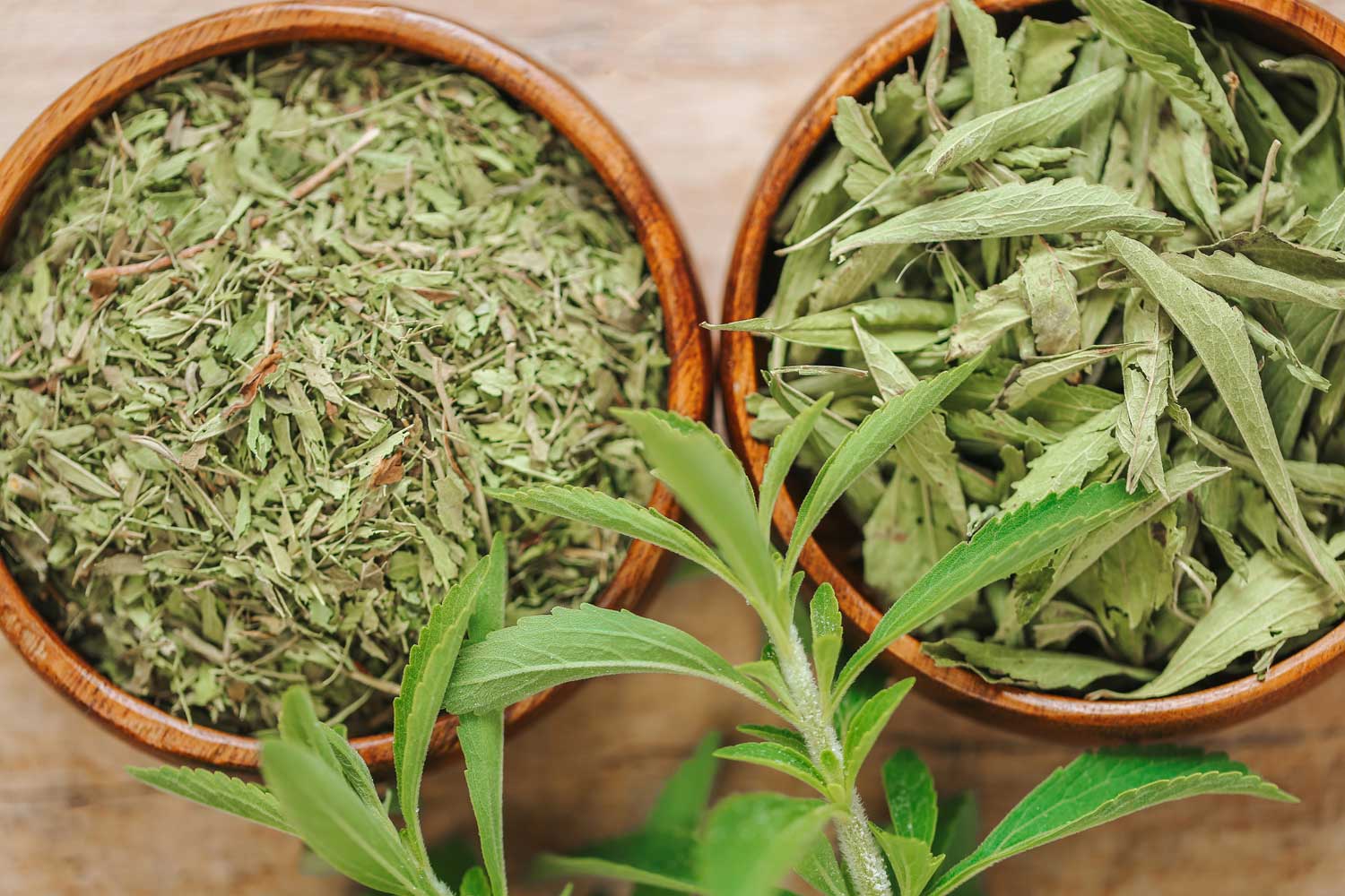 stevia plant - fresh, dried leaves, sifted dry leaves