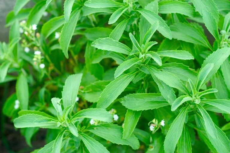 stevia plant in garden