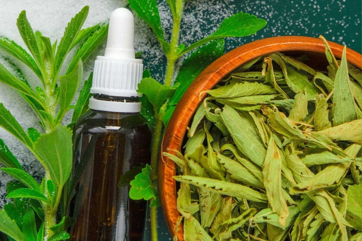 stevia side effects - fresh, dry, refined, and stevia extract