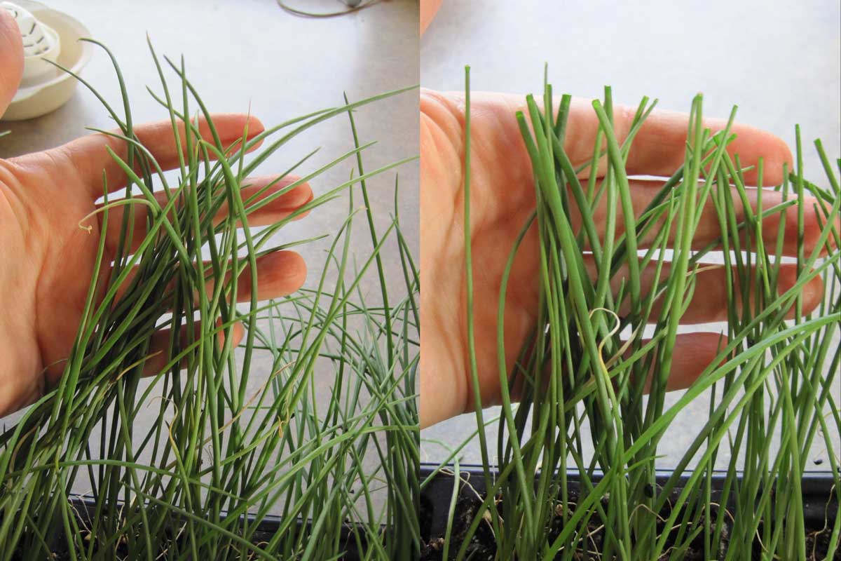 trimming onion seedlings