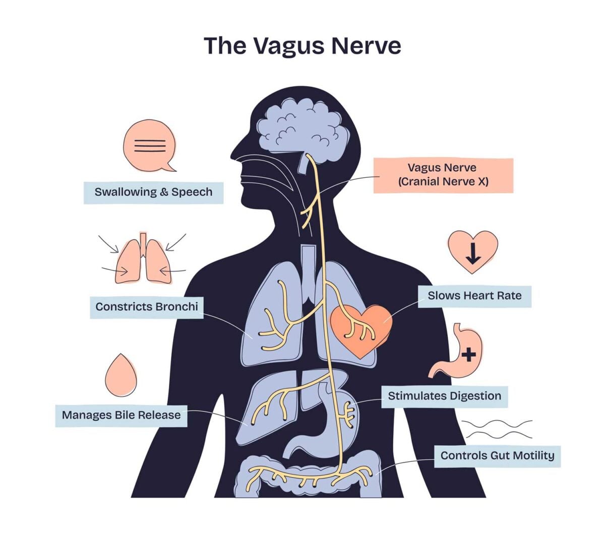 vagus nerve functions