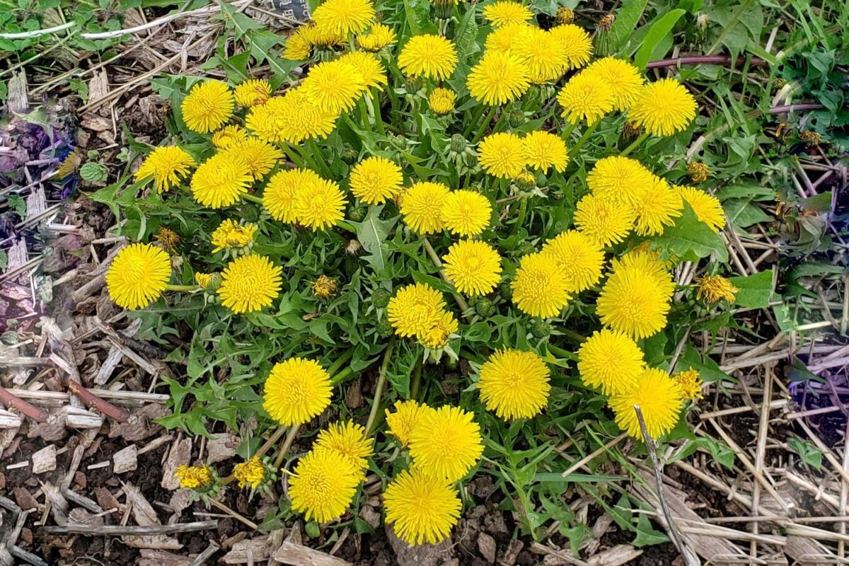 large dandelion plant with yellow blossoms