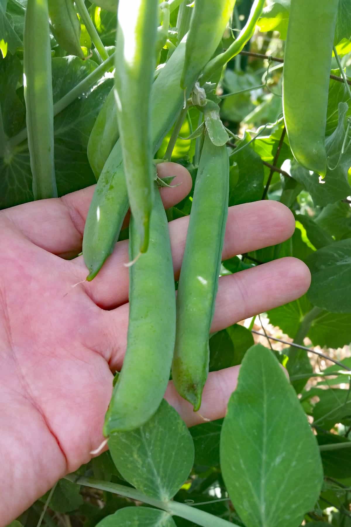 growing peas