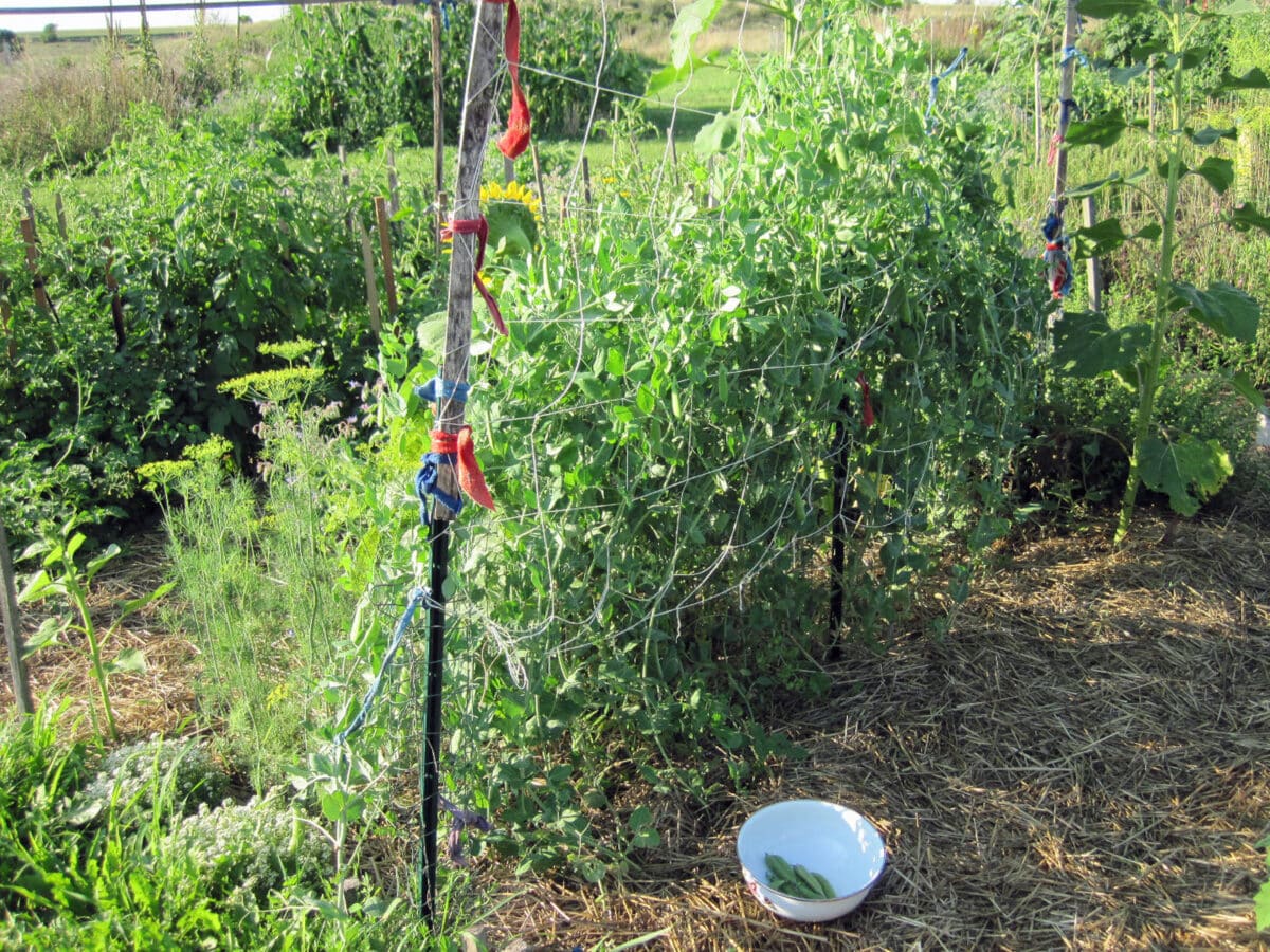 pea trellis