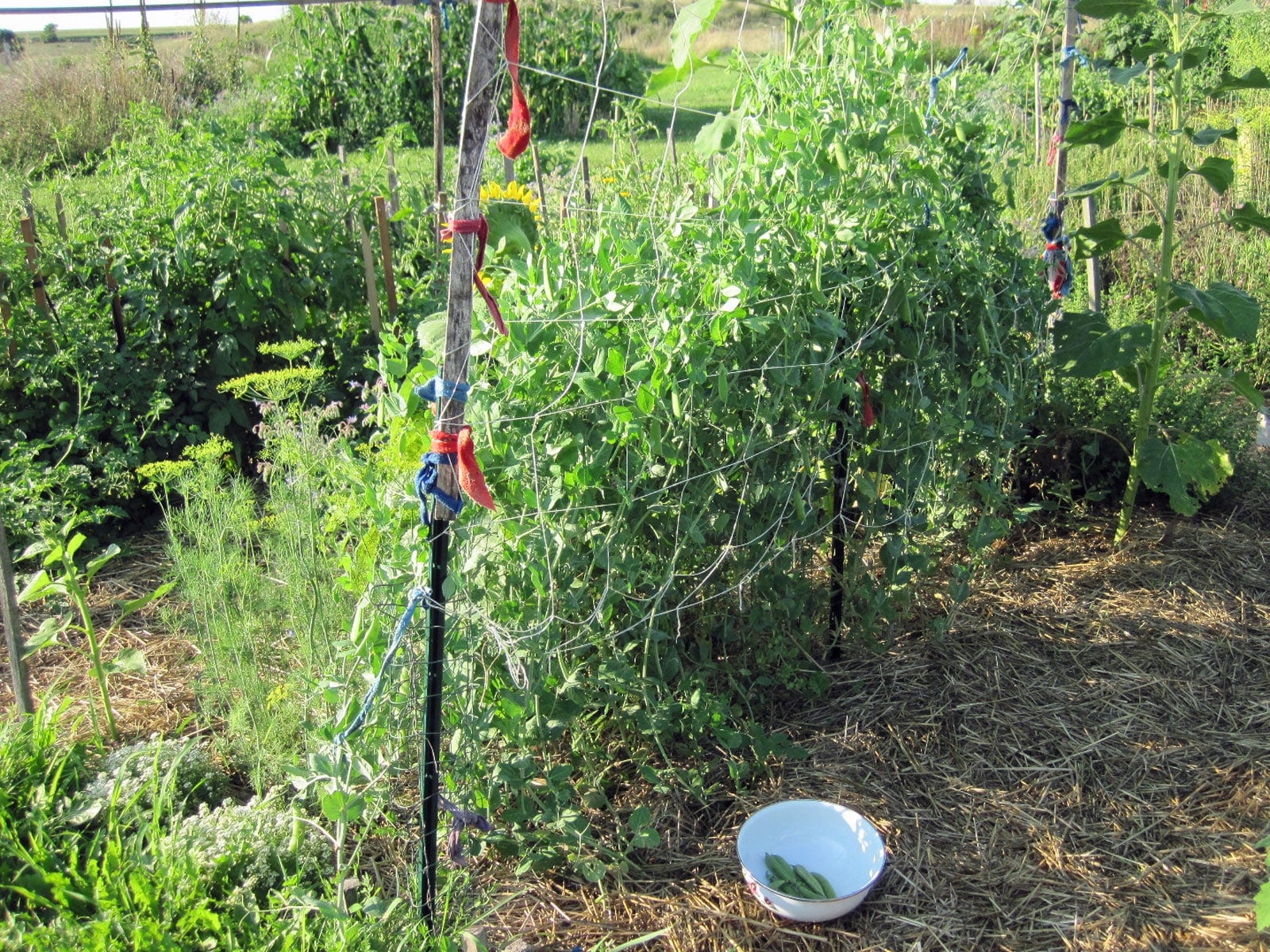 Pea Trellis Ideas for a Bigger, Easier Harvest