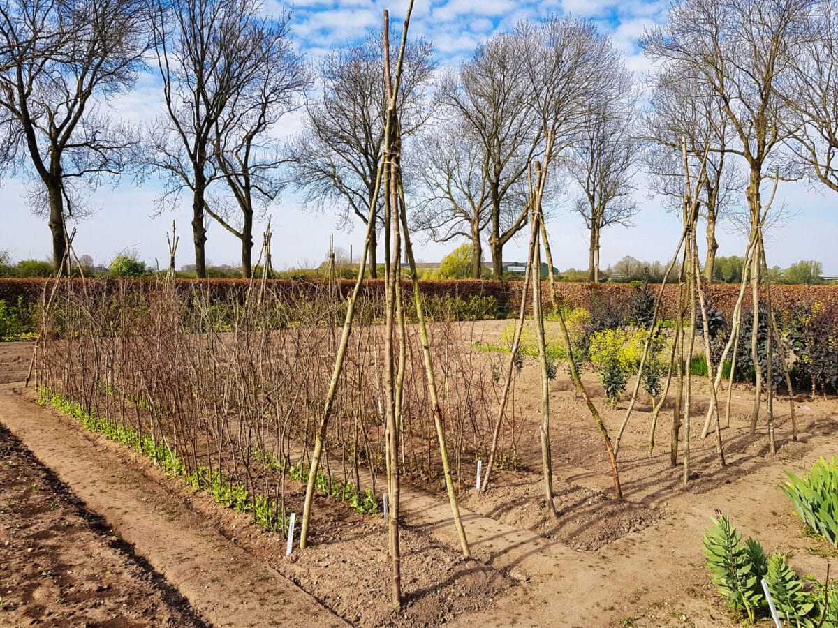 peas growing on branches and teepees
