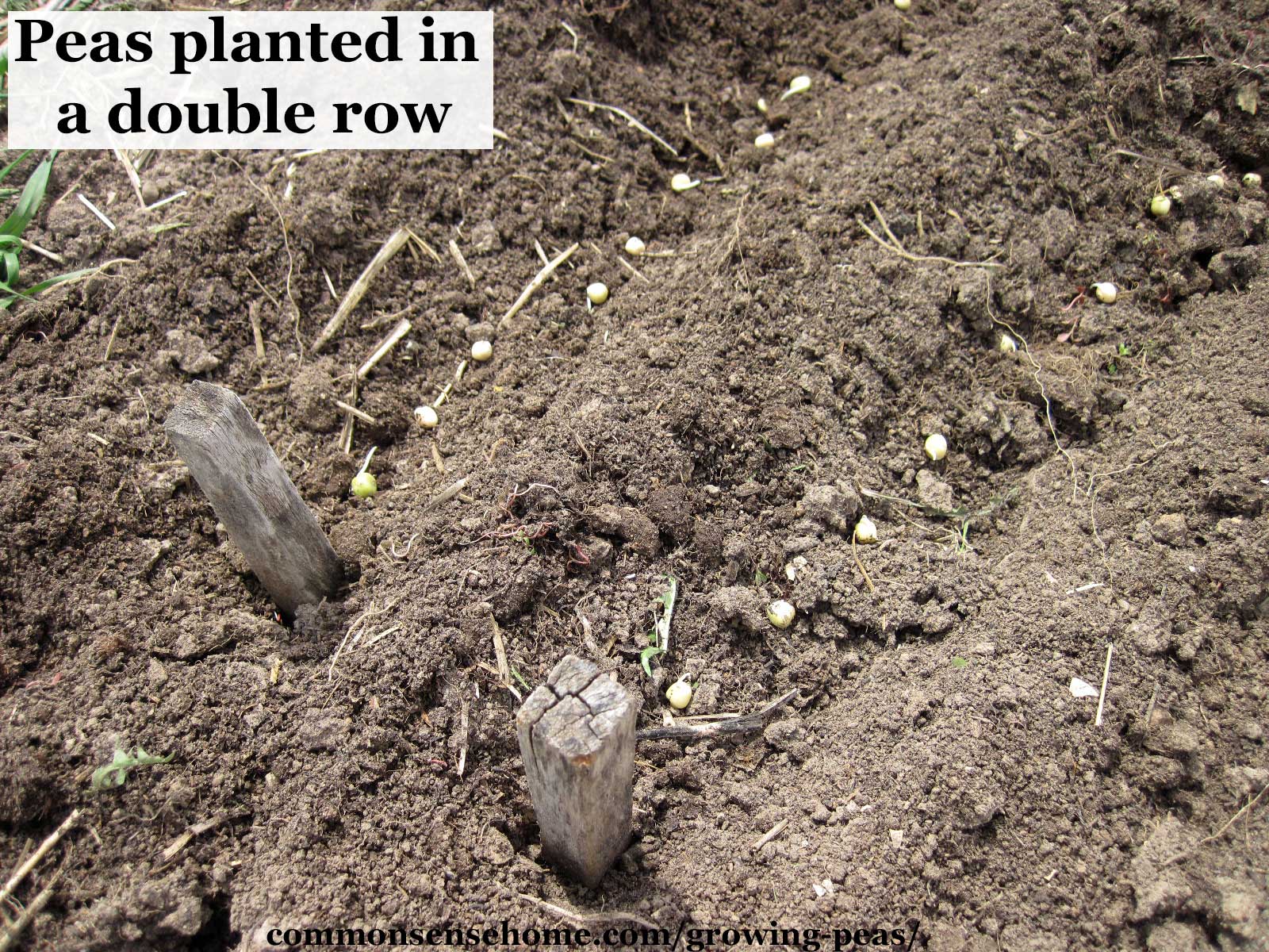 planting peas in a double row