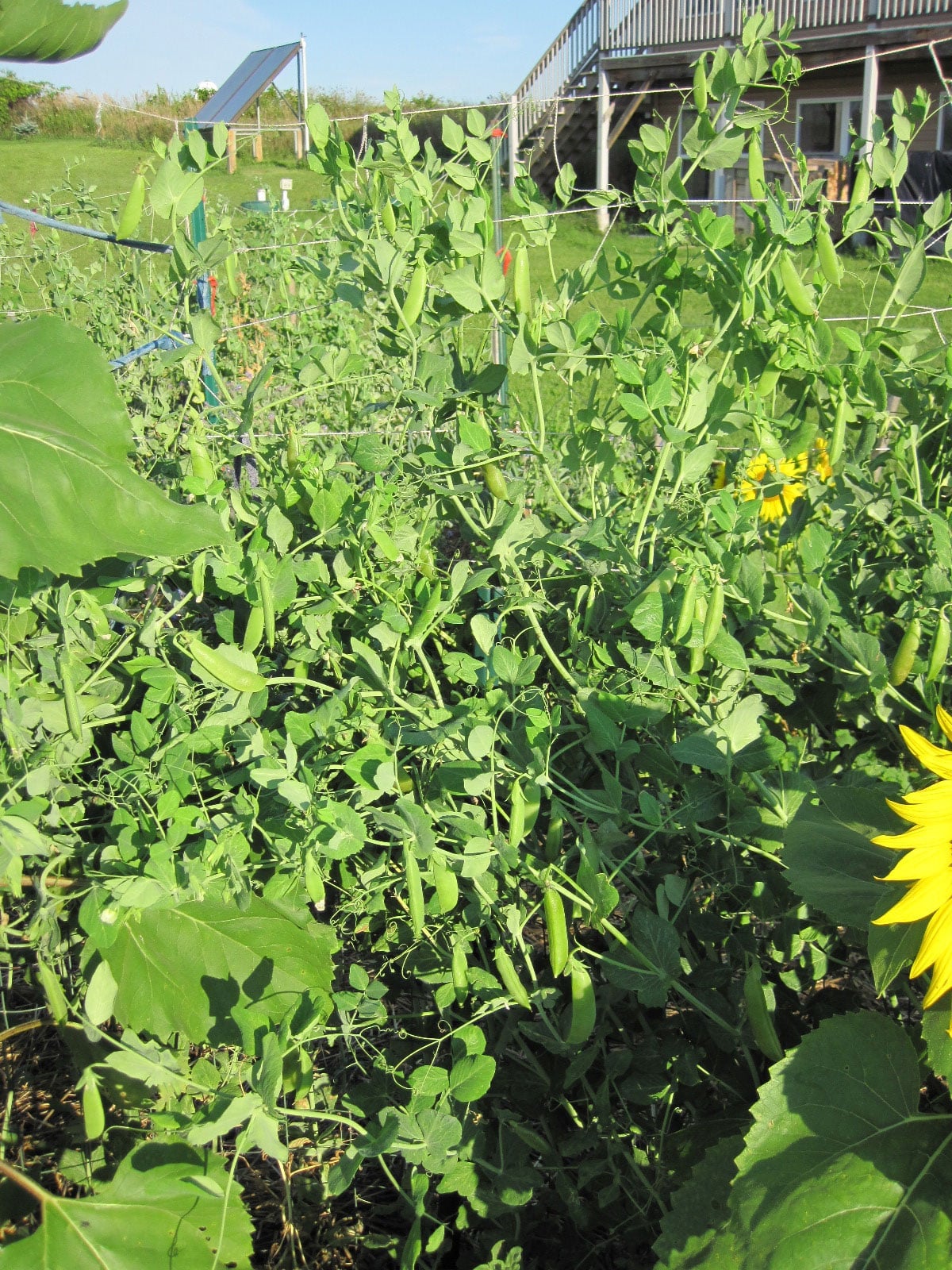 snap pea trellis