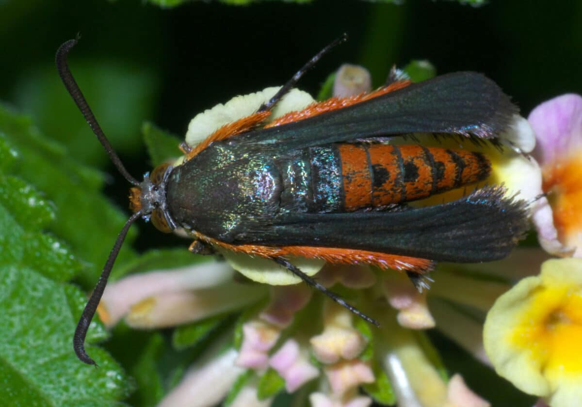 Squash vine borer moth (Melittia cucurbitae)
