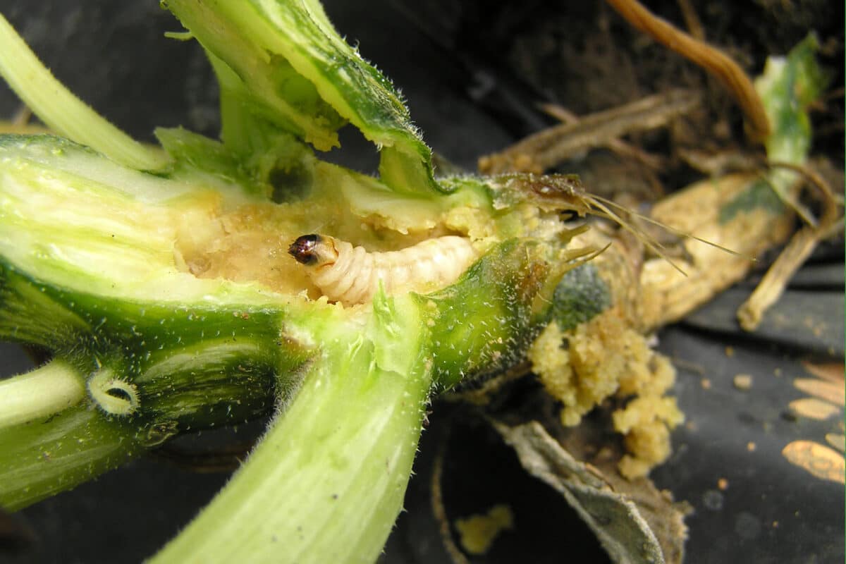 Squash vine borer larva (Melittia cucurbitae)
