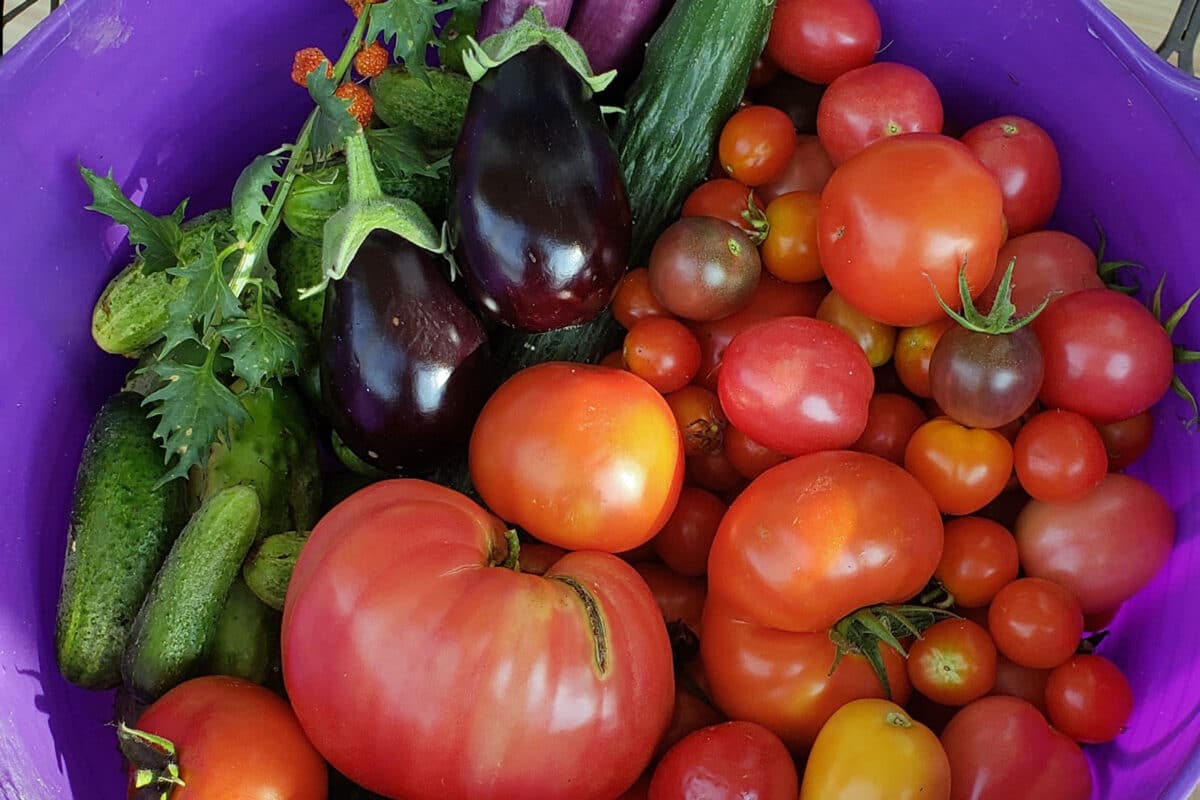 abundance gardening harvest