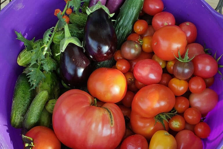 abundance gardening harvest