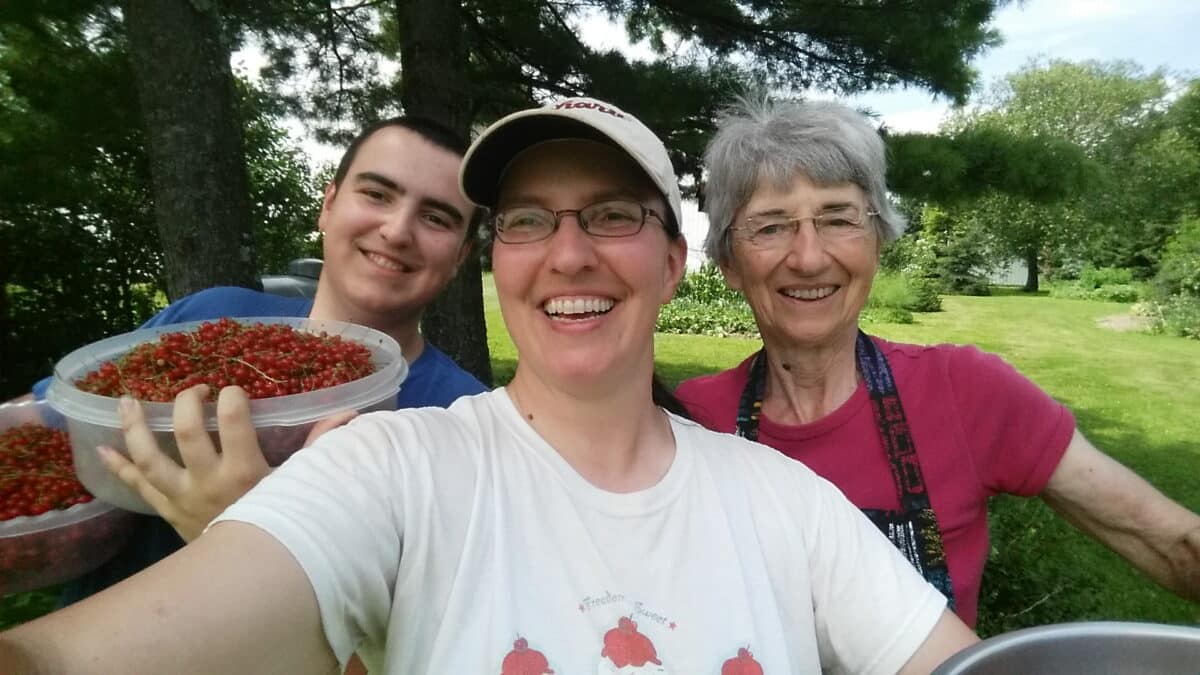 currant harvest
