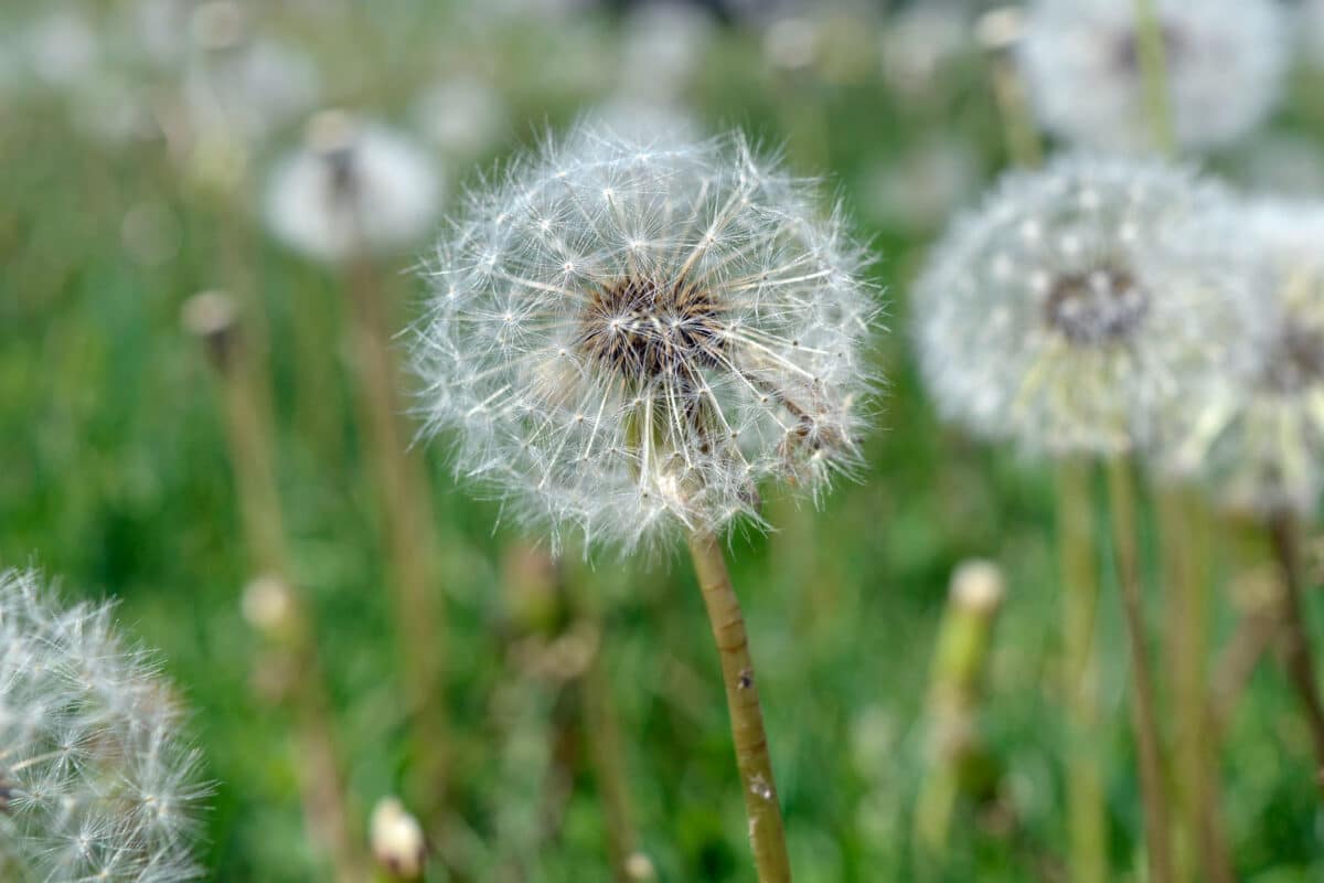dandelion going to seed