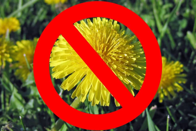 get rid of dandelions