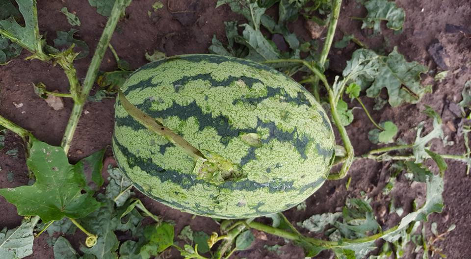 hail damaged melon
