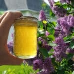 lilac jelly with lilac bushes in background