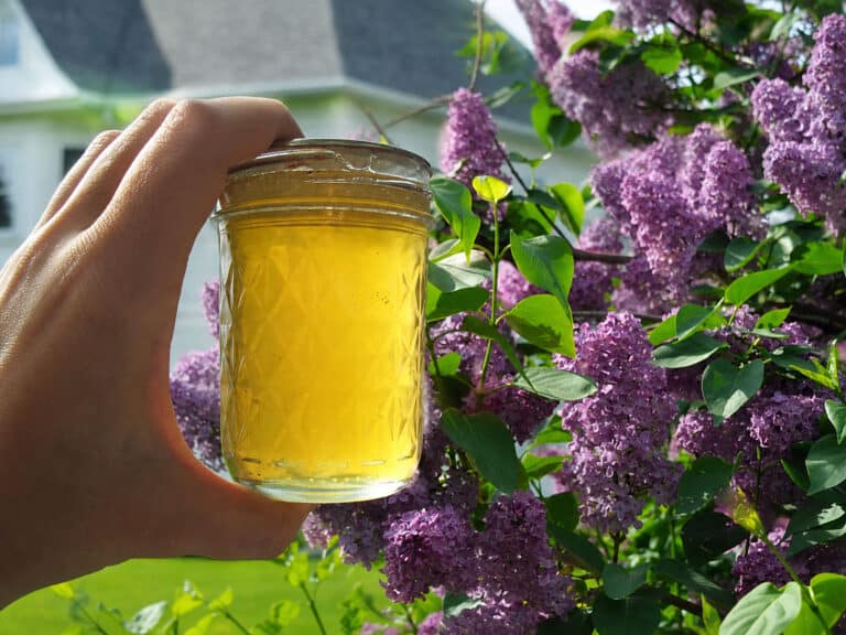 lilac jelly with lilac bushes in background