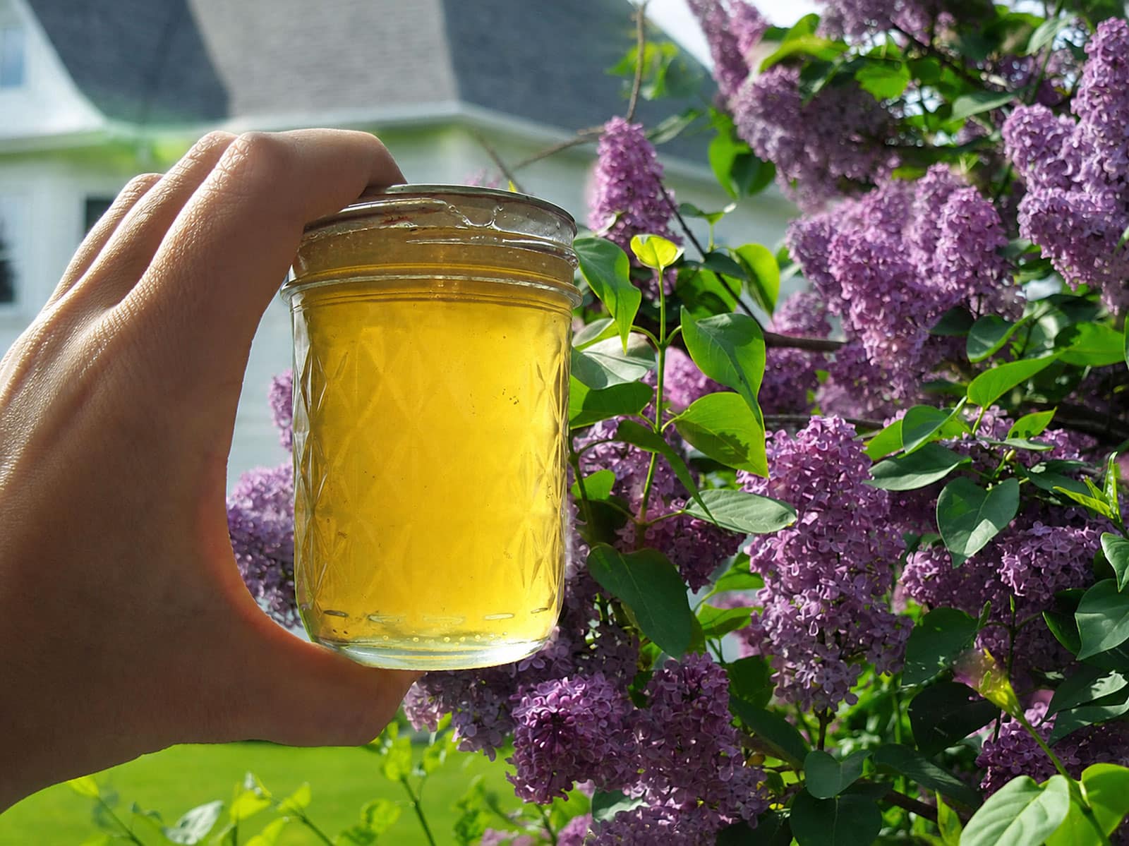 lilac jelly with lilac bushes in background
