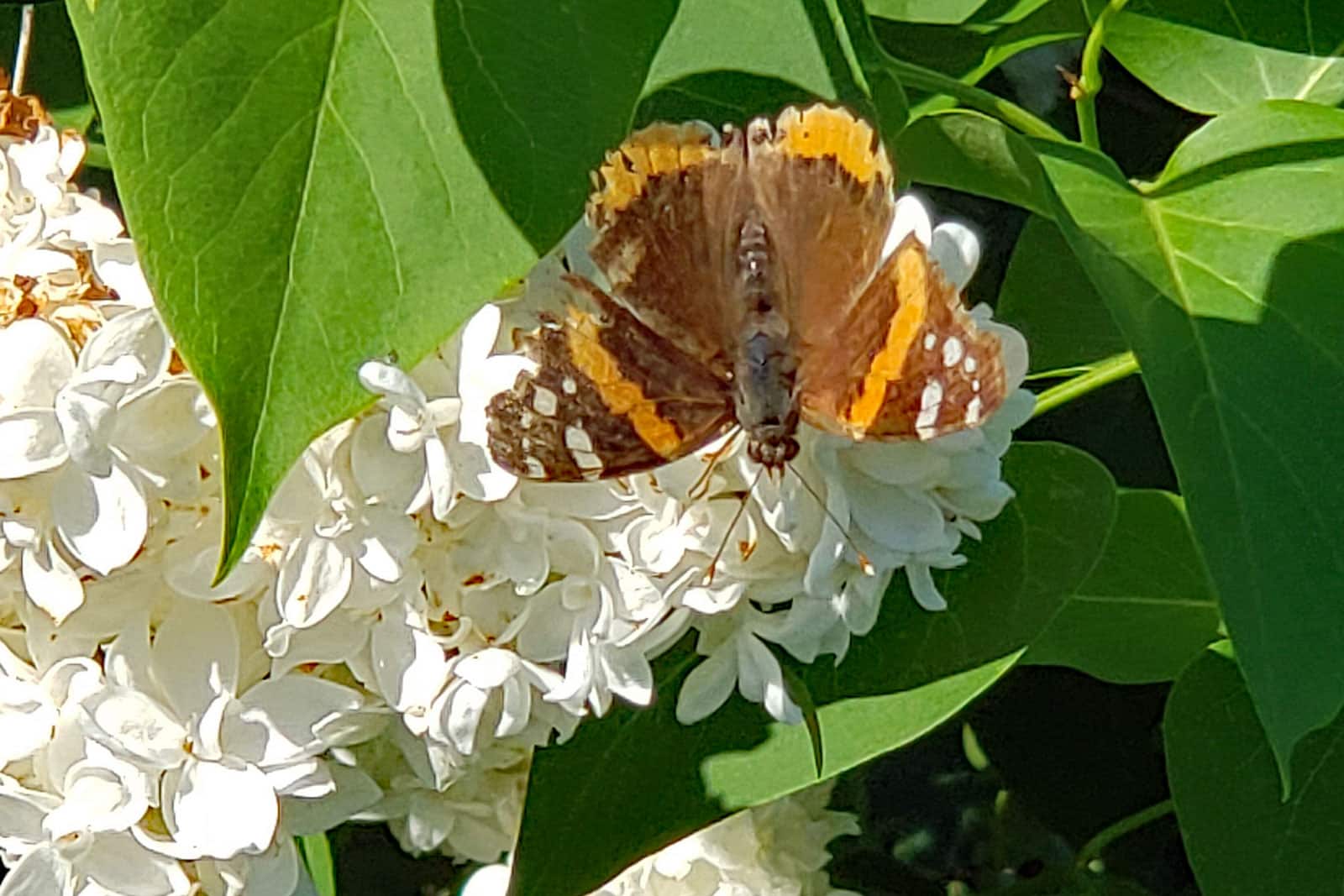 white lilacs with butterfly