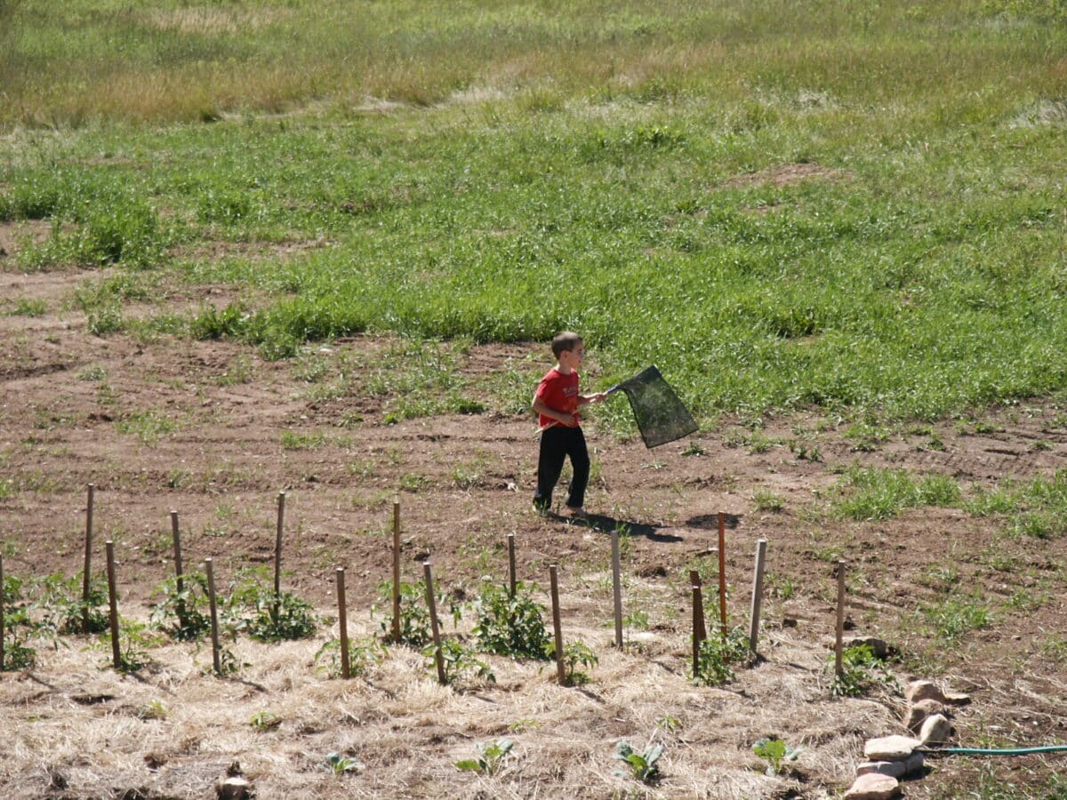 young boy hunting cabbage butterflies