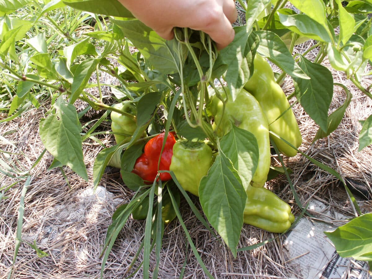 first pepper harvest