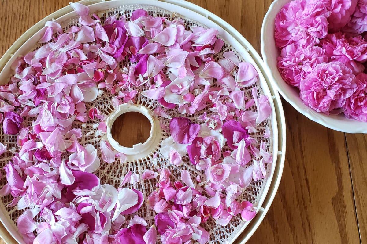 drying roses on a tray