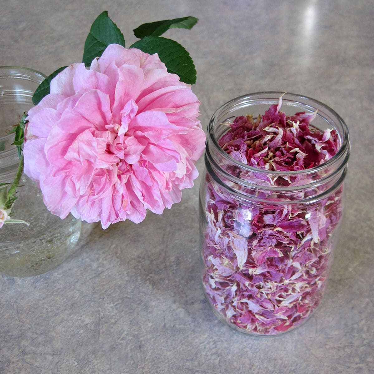 jar of dried rose petals