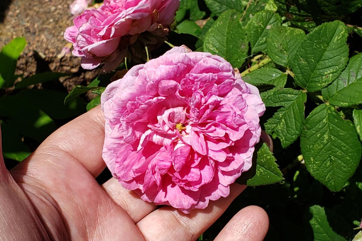 pink heirloom rose