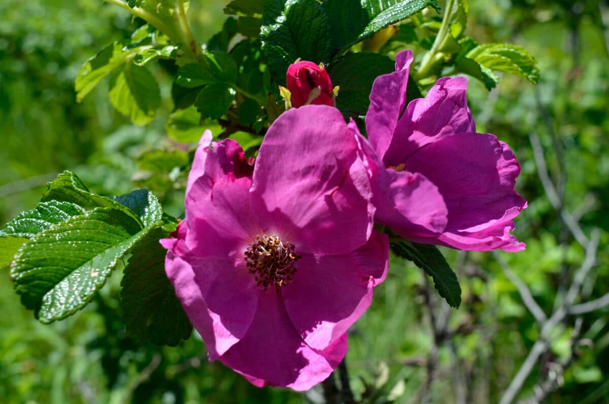 pink rugosa roses