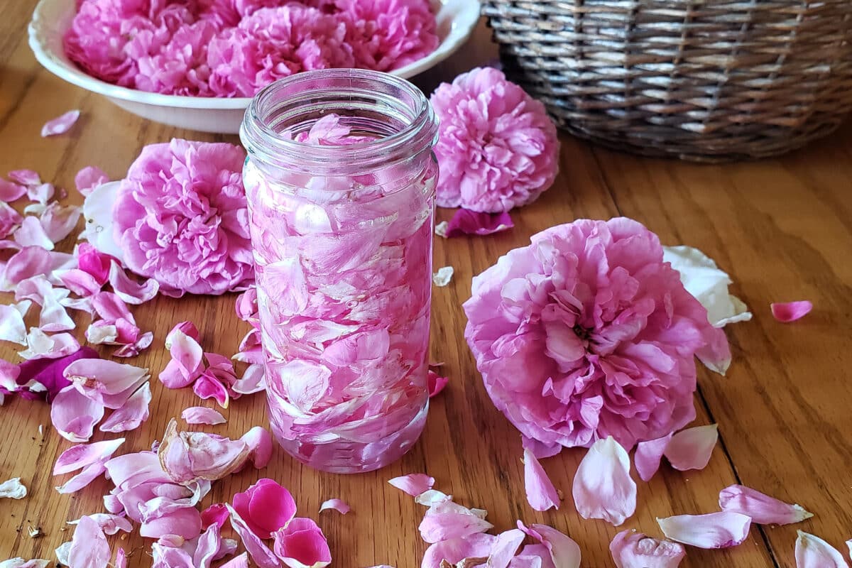 rose infused oil for skin care