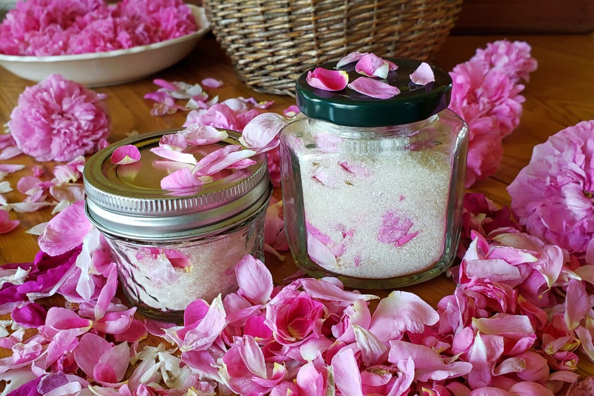 rose infused sugar