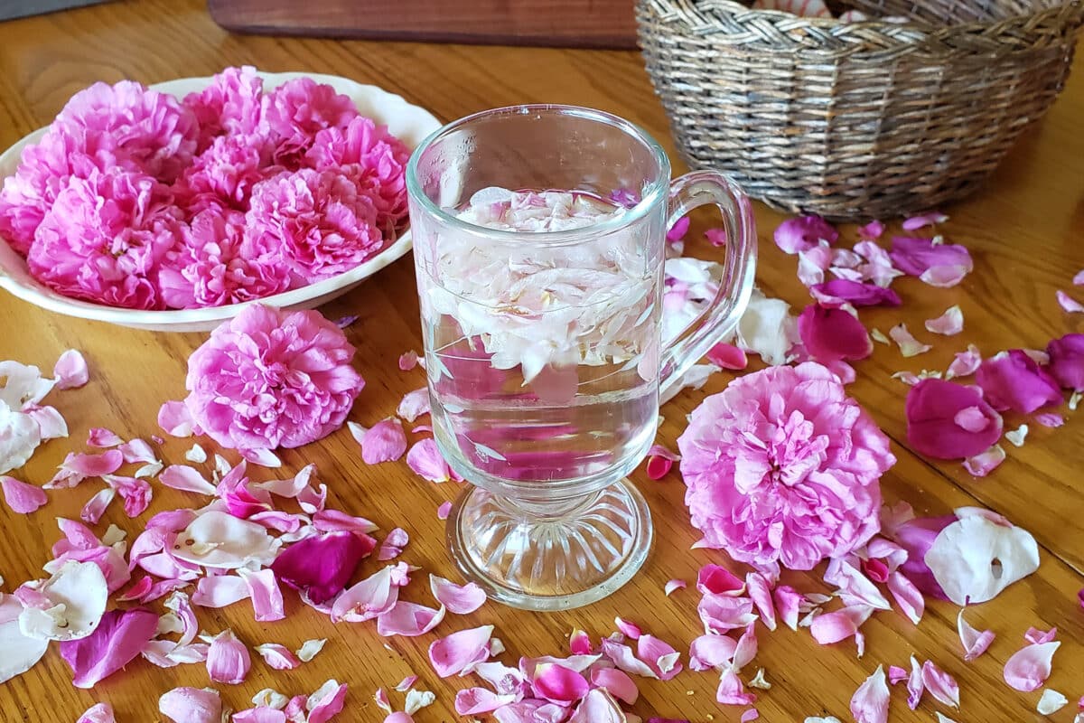 rose petal tea and roses