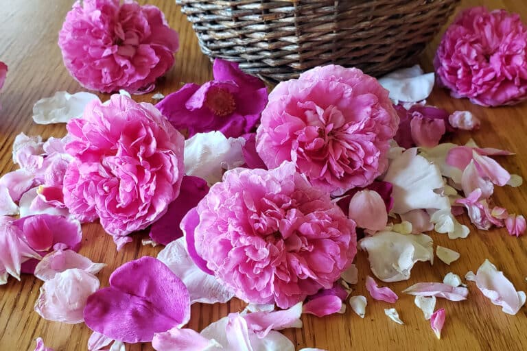 roses and rose petals