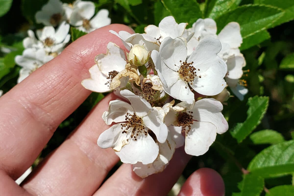 small white wild roses