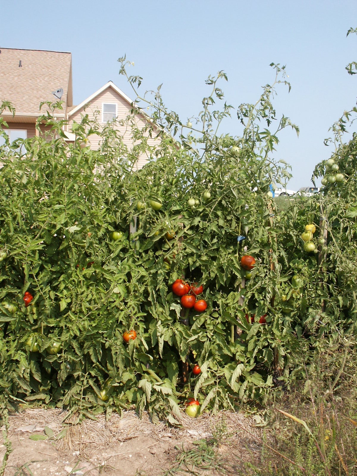 overgrown tomato patch