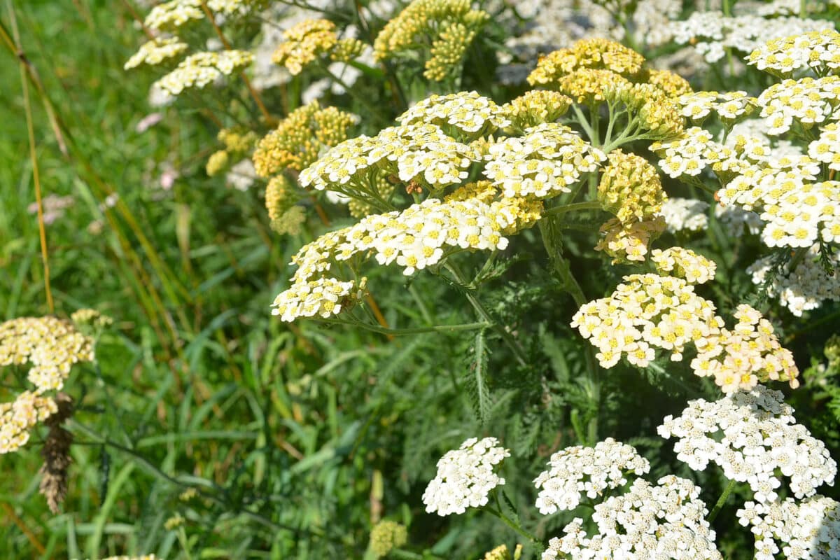Common yarrow, Achillea millefolium