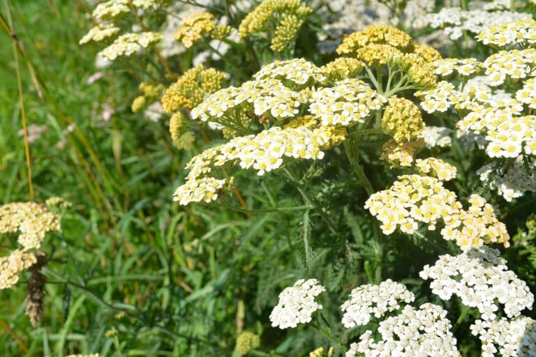 Common yarrow, Achillea millefolium