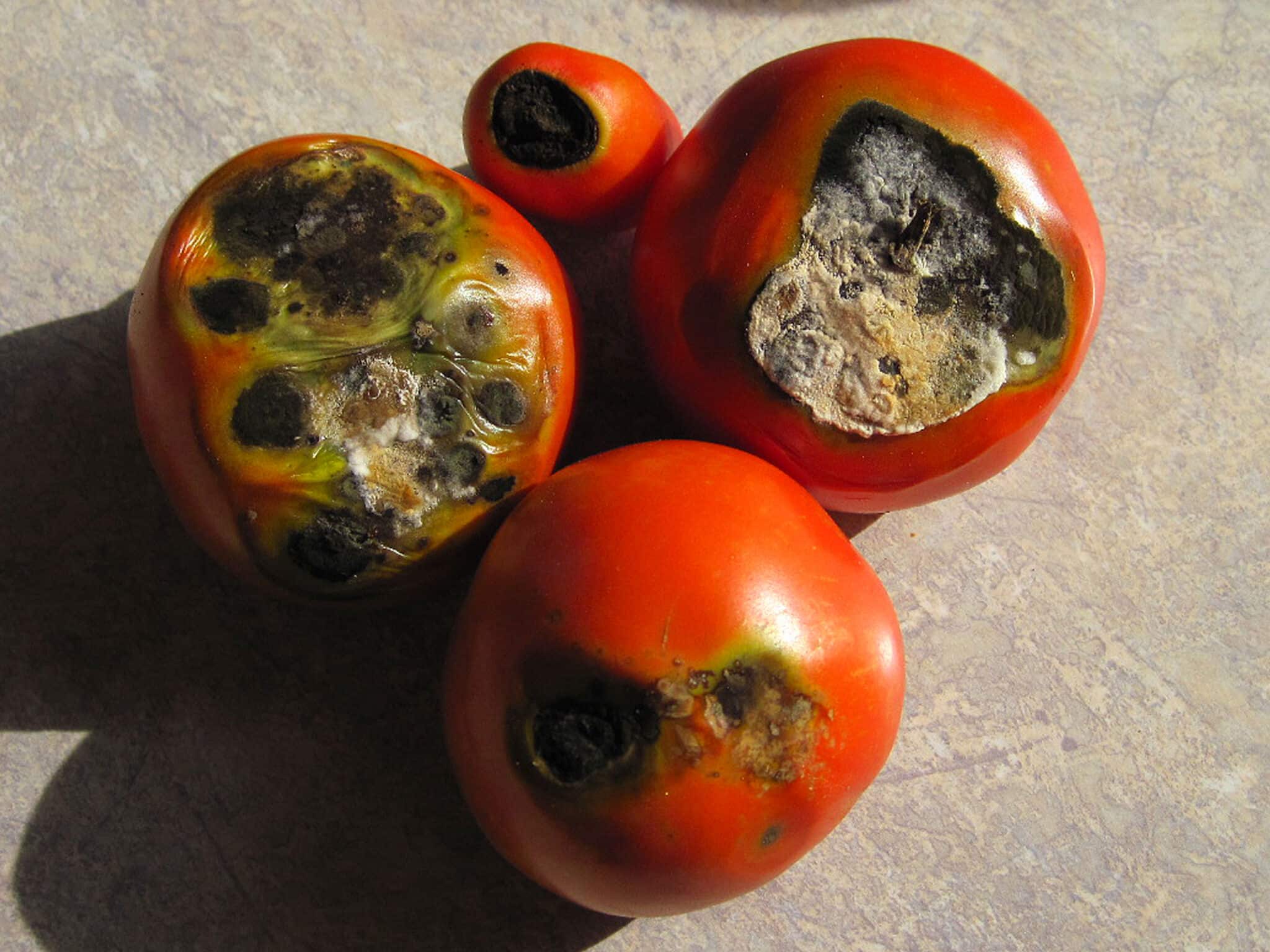 four tomatoes with varying degrees of blossom end rot
