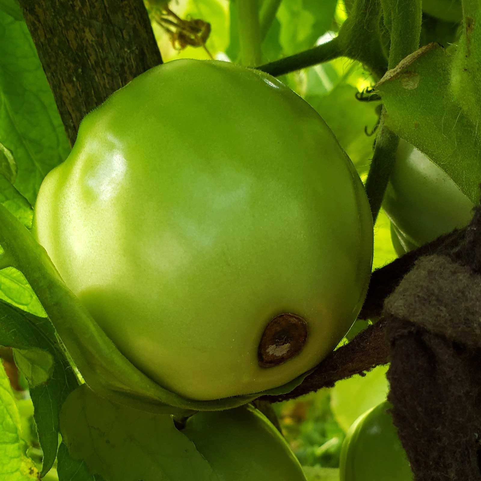 small spot of blossom end rot on green tomato