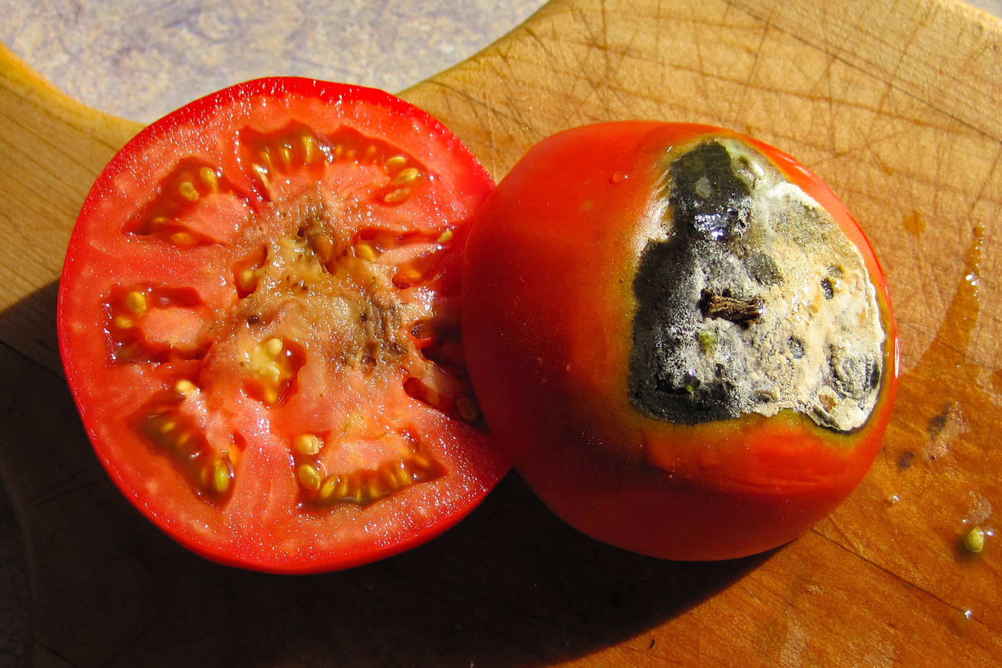 blossom end rot on tomato