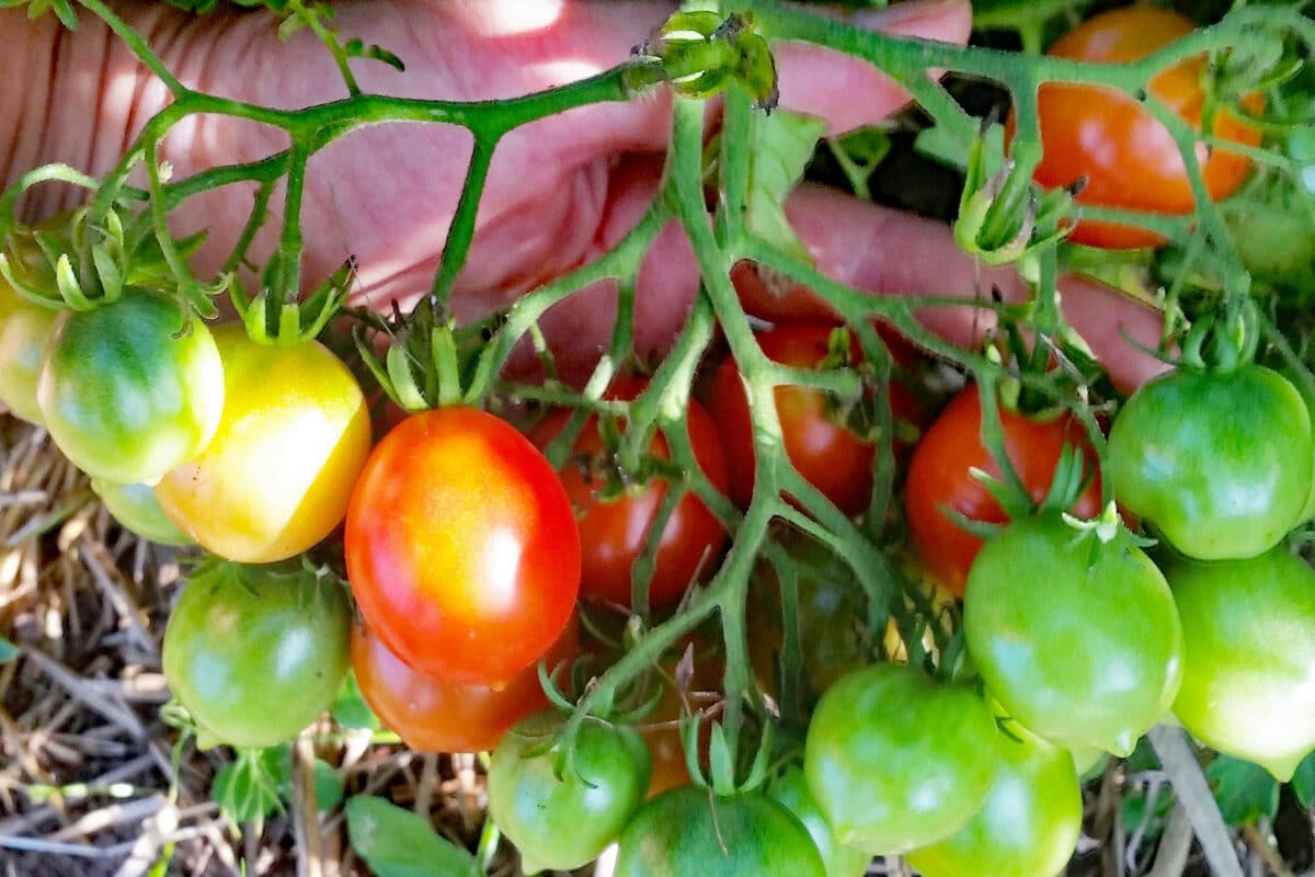 cherry tomatoes ripening
