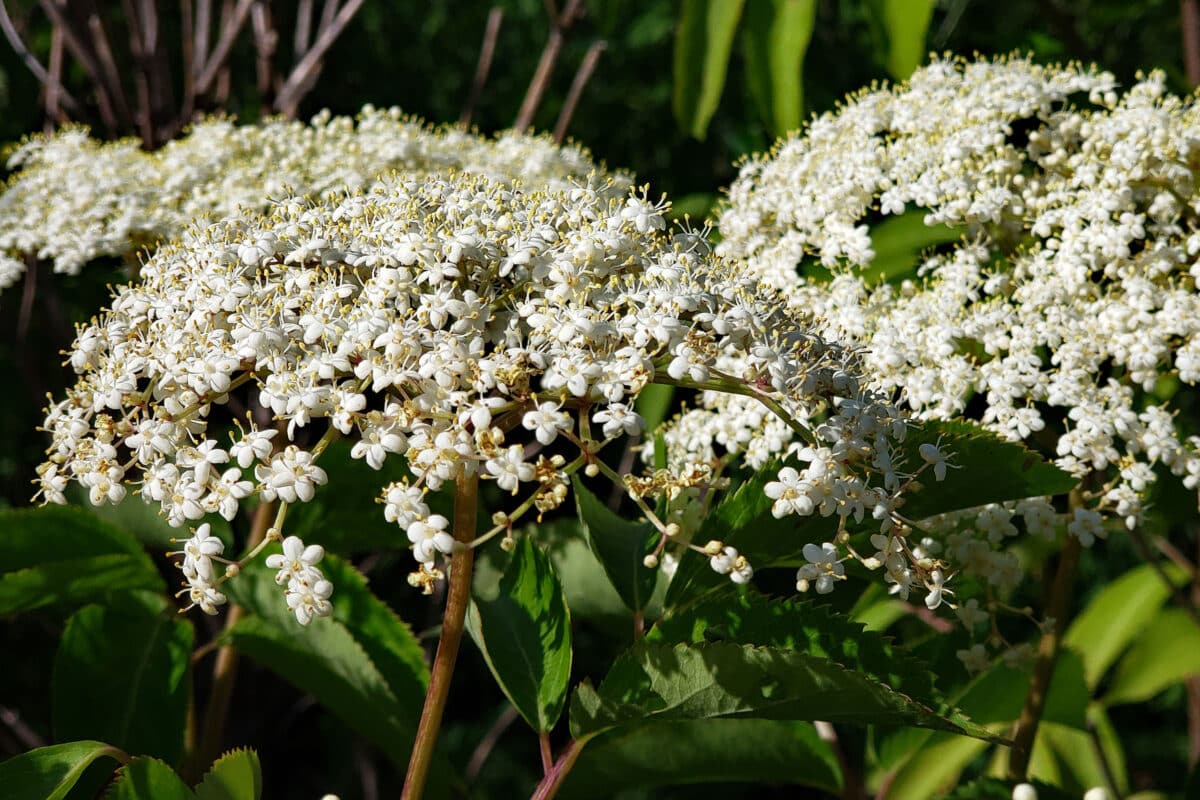 clusters of elderberry blossoms