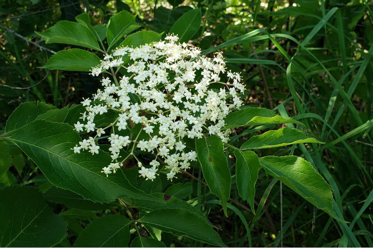 elderflowers