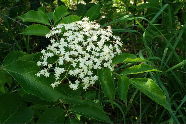elderflowers