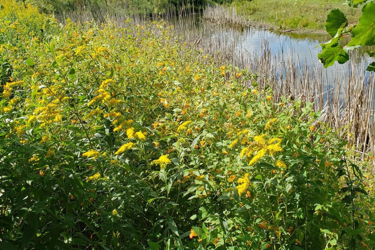 jewelweed and goldenrod in bloom