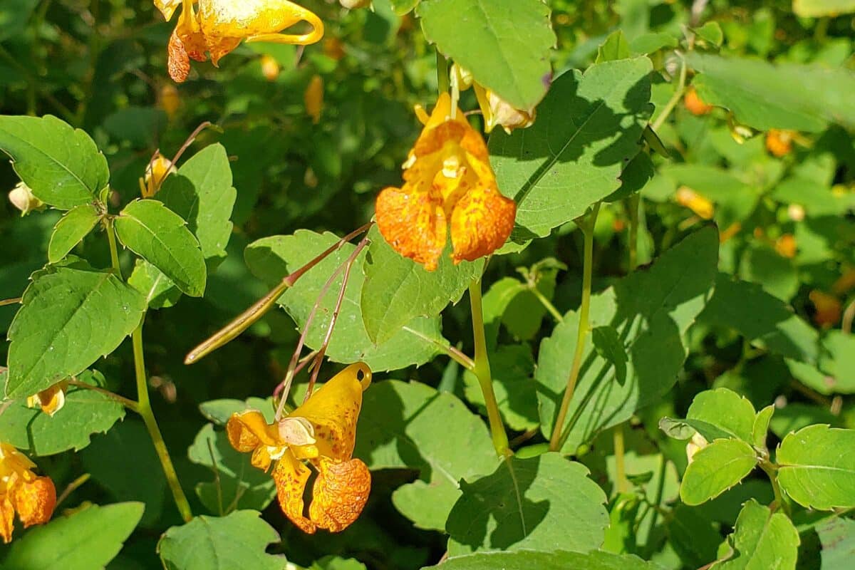 Jewelweed (Impatiens capensis)