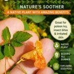 jewelweed - nature's skin soother