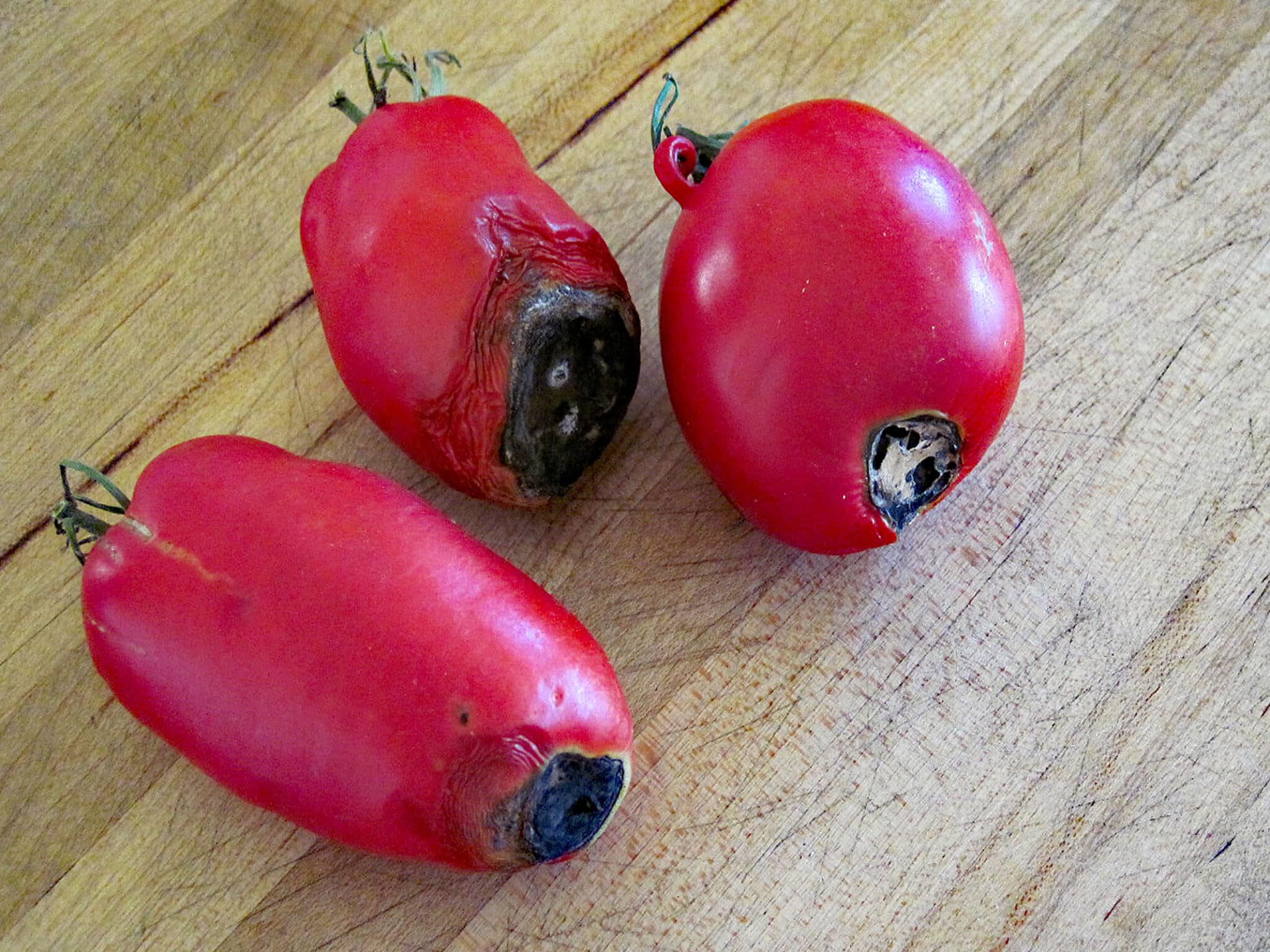 paste tomatoes with BER